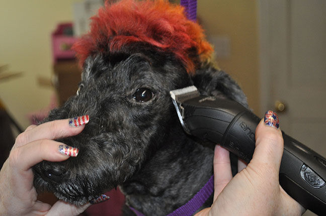 mohawk 1.jpg